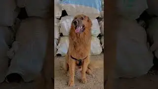 ❤️🔥#reels #viralreels #comedy #funny #entertainment #doglover #dog @Jack_tuty_001. #love #whtsapp