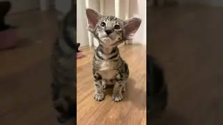 Кот большими ушами детсве