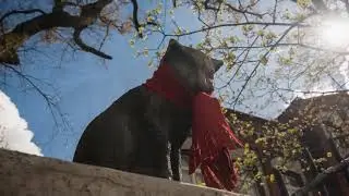 Весенний ветерок Черняховска