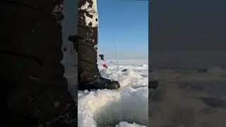 Клёвые поклёвки! 💯✅Подписывайся на GFish! #fishing #smelt #fish #корюшка