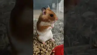 будни хомяка Мии 