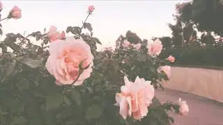 willow (dancing witch version) [Elvira remix] slowed