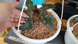 🌸Чтобы куст бегонии был пышным и краствым🌸