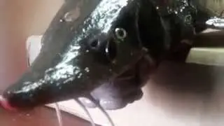Якутский  осётр .