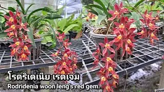 โรดริเดเนีย วุนเล็ง เรดเจม (Rodridenia woon leng’s red gem.) กล้วยไม้นอก ดอกหอม