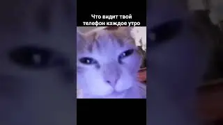#кот #мемы #fyp #мем #жиза