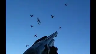 Охота на утку. При чём тут гуси?