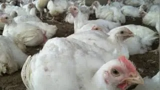 How to make money Poultry Farming: Guides to Start a Profitable Poultry Business........