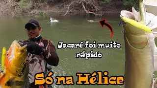 Aruanã GIGANTE Hélice! Jacaré Açu! Rio Curuicu em Roraima!