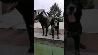 Мини влог с прогулки с собаками #perrodog