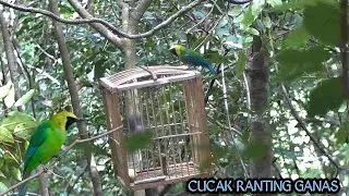 🔴 BARU KALI INI MIKAT BURUNG CUCAK RANTING LANGSUNG DI SERANG