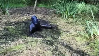 Mud bath in blue zentai