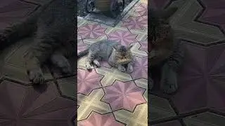 Вокруг шум пусть так, не кипишуй, все ништяк👍