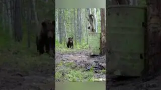 ЧТО-ТО УЧУЯЛ МОЛОДОЙ МЕДВЕДЬ. 