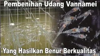 TERBONGKAR‼️ Ternyata Begini Proses Pembenihan Udang Vaname Kualitas Super - Tambak Udang