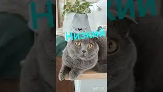 С ДНЕМ МАТЕРИ