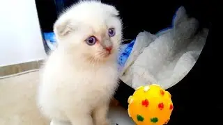 Маленький КОТЕНОК ПОКИДАЕТ дом! ИГРАЕМ с КОТЯТАМИ - последний раз со всеми! Котенок едет в Новый ДОМ