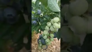 Сорт голубики - мечта всех садоводов!