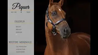 SOLD: ** Piquer ** Pferdehandlung Dederichs **