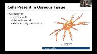 MSK1: Histology