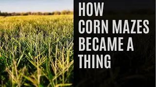 How Corn Mazes Became A Thing
