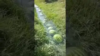 Арбузы плывут под дабстеп (1час)
