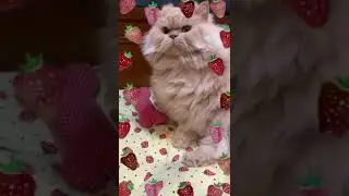 CAT TRAINING | HOW TO TRAIN YOUR CAT | CAT VIDEOS | HONEST CAT | MEOWMEOW | #shorts