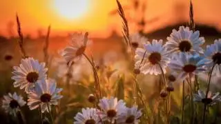 ProShow Slideshow mp4 ПОЛЕВЫЕ ЦВЕТЫ