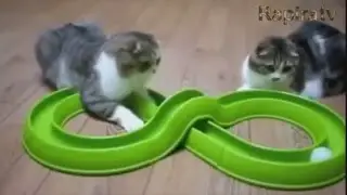 Лучшие приколы с животными прикольные кошаки