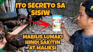 PARAAN PARA MABILIS LUMAKI ANG MGA ALAGA NATING SISIW,  SUBOK KUNA ITO AT PAMPALUSOG HINDI SAKITIN.