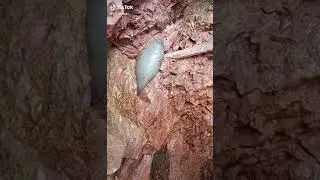 Минерал необычный