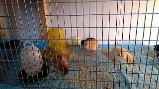 Нашим цыплятам уже неделя