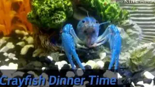 Freshwater Crayfish | 10 Gallon Tank | Feeding Time