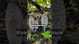 An edible mushroom turns into INK in an hour ✍️!🤯💣🧪🚫