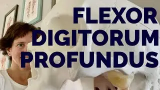 Flexor Digitorum Profundus muscle