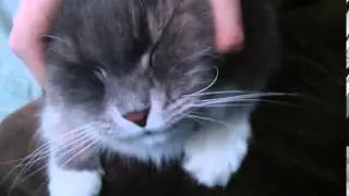 Китайский мудрец Not Vine 480p