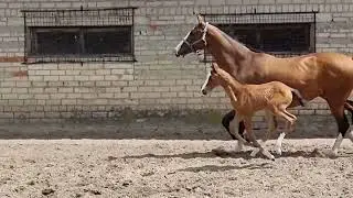 Tina Shael (Halil Shael - Aviva Shael), akhalteke filly 2023