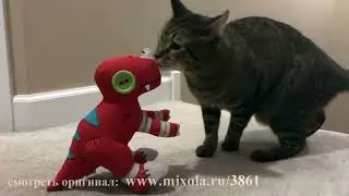 Кошки #52 лучшие моменты