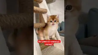 Ну очень страшный зверь, а кто это ребенка плеваться научил 