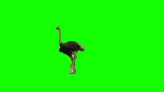 Ostrich (शुतुरमुर्ग) Former Green Screen Cartoon Video || Ostrich Green Screen video