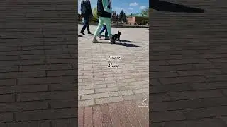 ПОЧЕМУ С СОБАКОЙ НЕЛЬЗЯ В БРЕСТСКУЮ КРЕПОСТЬ?