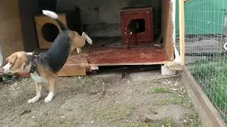 бигль