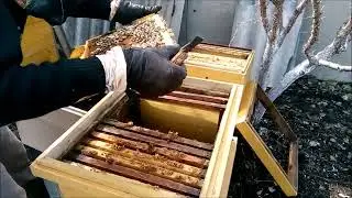 Деление пчелиной семьи на пол-лета весной.