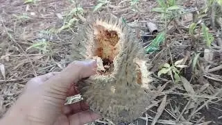 Durian habis di makan hama tupai