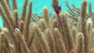 Bjørn Lynne: Reef