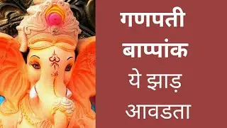 Ganesha likes this Plant  | गणेश कथा कोकणी