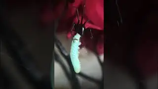 Feeding my pet black widow, Binx! 