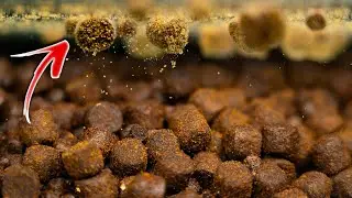 These Floaters Are IRRESISTIBLE 🤤🔥