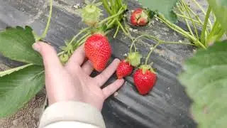 Клубника Клери во всей красе. Шикарная Ягодка.🍓🍓🍓