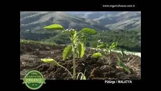 Organik Ürünler Mağazası- Haber ihbar hattı